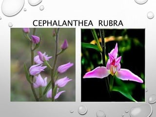 CEPHALANTHEA RUBRA