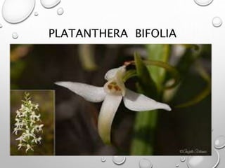 PLATANTHERA BIFOLIA