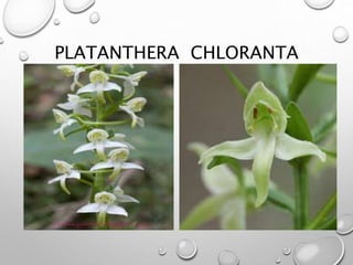 PLATANTHERA CHLORANTA