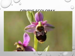 OPHRYS SCOLOPAX