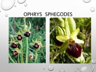 OPHRYS SPHEGODES