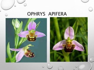 OPHRYS APIFERA