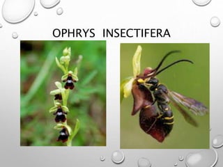 OPHRYS INSECTIFERA