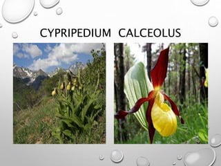 CYPRIPEDIUM CALCEOLUS