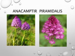 ANACAMPTIR PIRAMIDALIS