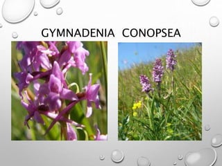 GYMNADENIA CONOPSEA