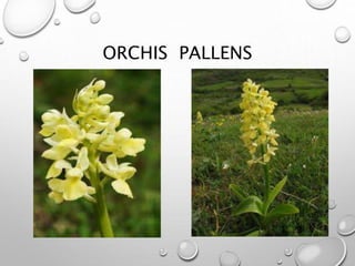 ORCHIS PALLENS