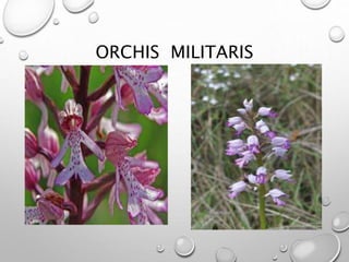 ORCHIS MILITARIS