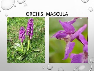 ORCHIS MASCULA