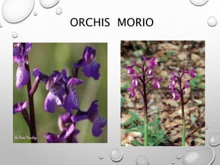ORCHIS MORIO