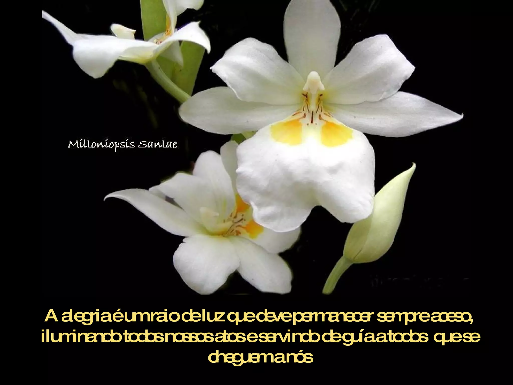 A alegria é um raio de luz que deve permanecer sempre aceso, iluminando todos nossos atos e servindo de guía a todos  que se cheguem a nós 