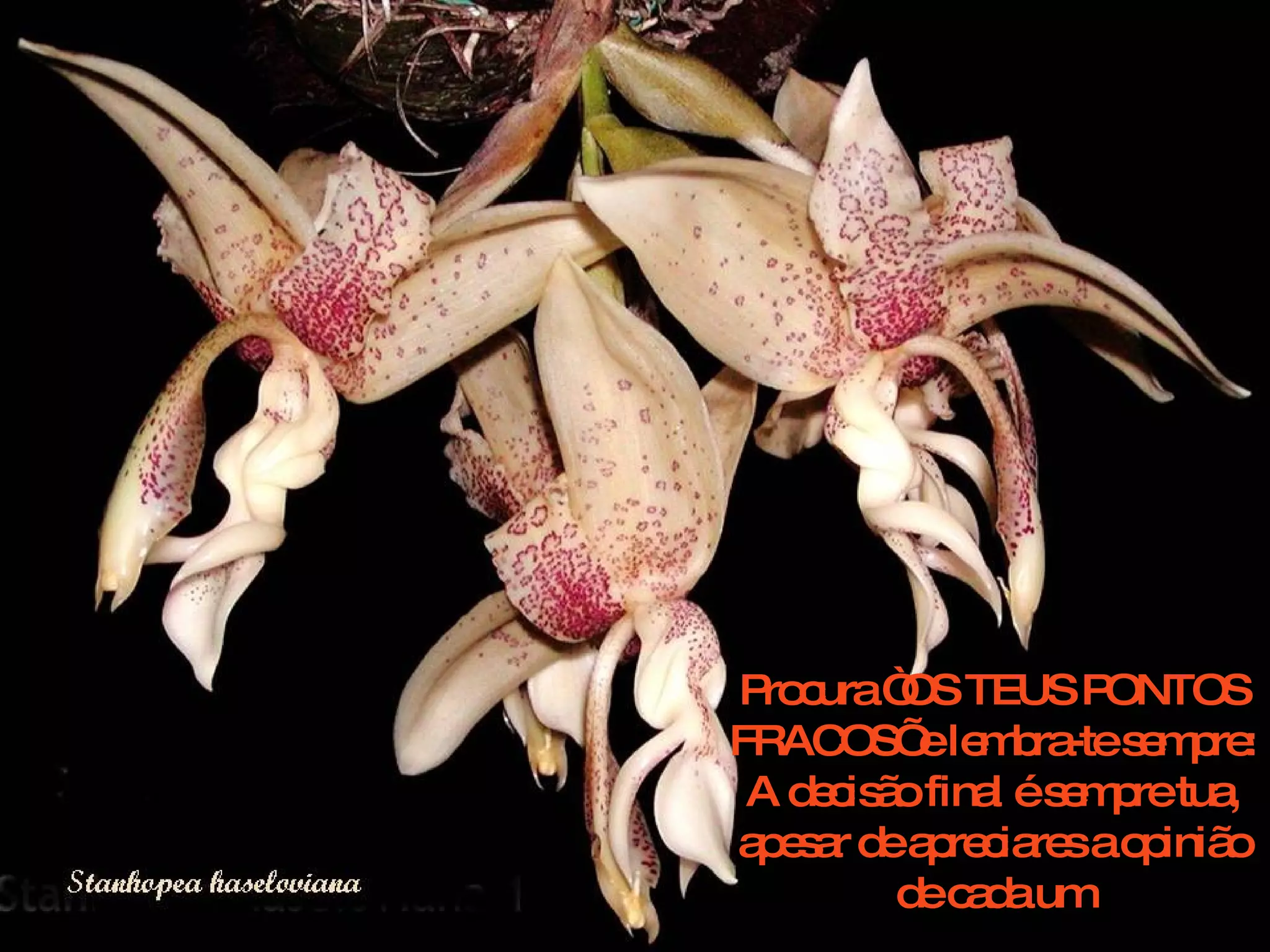 Procura “OS TEUS PONTOS FRACOS’ e lembra-te sempre: A decisão final é sempre tua, apesar de apreciares a opinião de cada um 