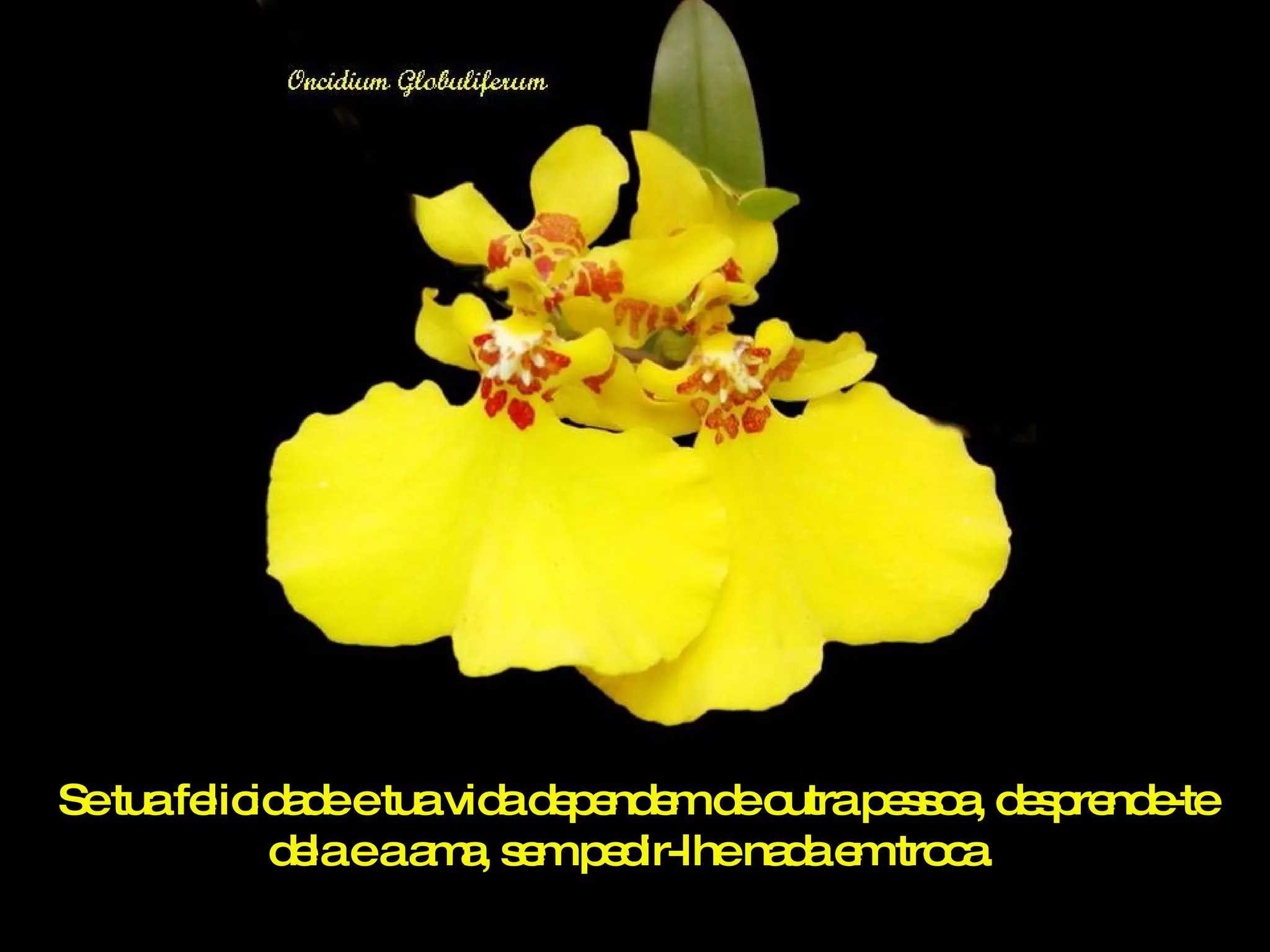 Se tua felicidade e tua vida dependem de outra pessoa, desprende-te dela e a ama, sem pedir-lhe nada em troca.  