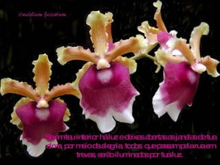 Se em teu interior há luz e deixas abertas as janelas de tua alma, por meio da alegria, todos  que passam pela rua em trevas, serão iluminados por tua luz.  