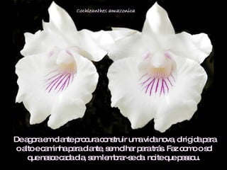De agora em diante procura construir uma vida nova, dirigida para o alto e caminha para diante, sem olhar para trás. Faz como o sol que nasce cada dia, sem lembrar-se da  noite que passou.  