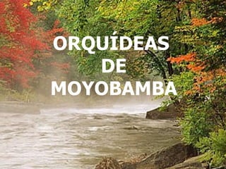 NO TE OLVIDES DE SONREIR PESE A TODO... ORQUÍDEAS  DE MOYOBAMBA 