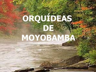 NO TE OLVIDES DE SONREIR PESE A TODO... ORQUÍDEAS  DE MOYOBAMBA 