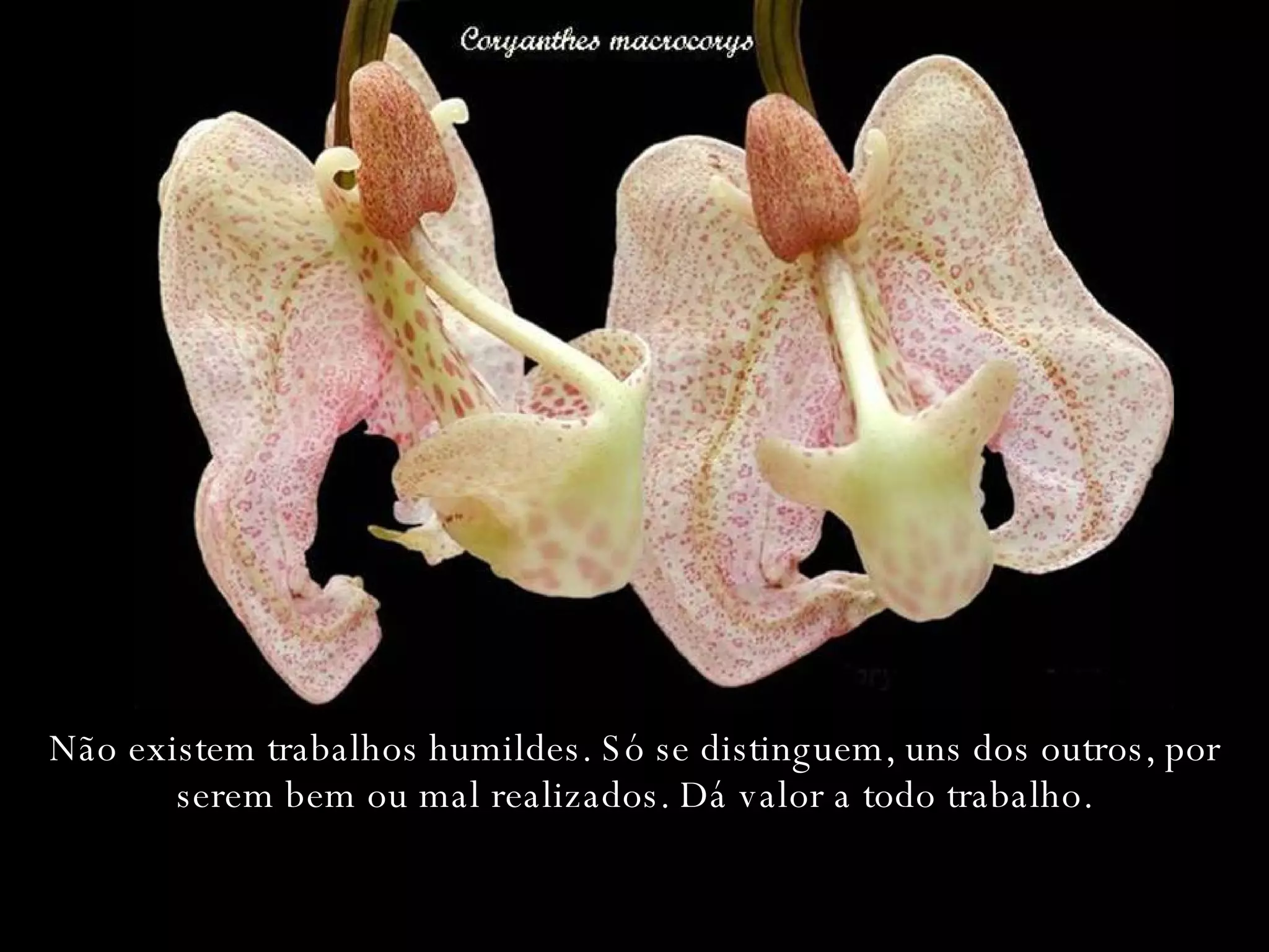 Não existem trabalhos humildes. Só se distinguem, uns dos outros, por serem bem ou mal realizados. Dá valor a todo trabalho. 