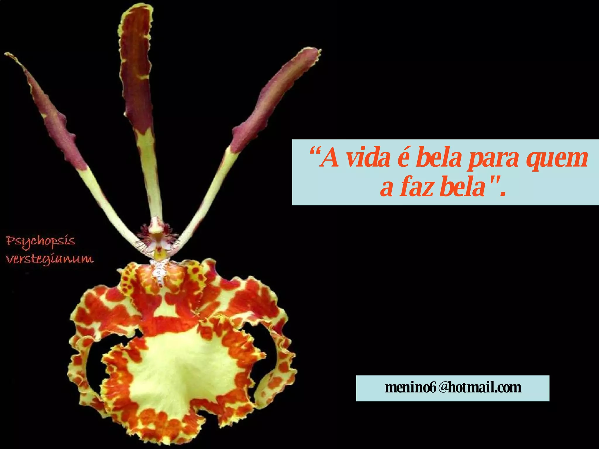 “ A vida é bela para quem a faz bela".  [email_address] 