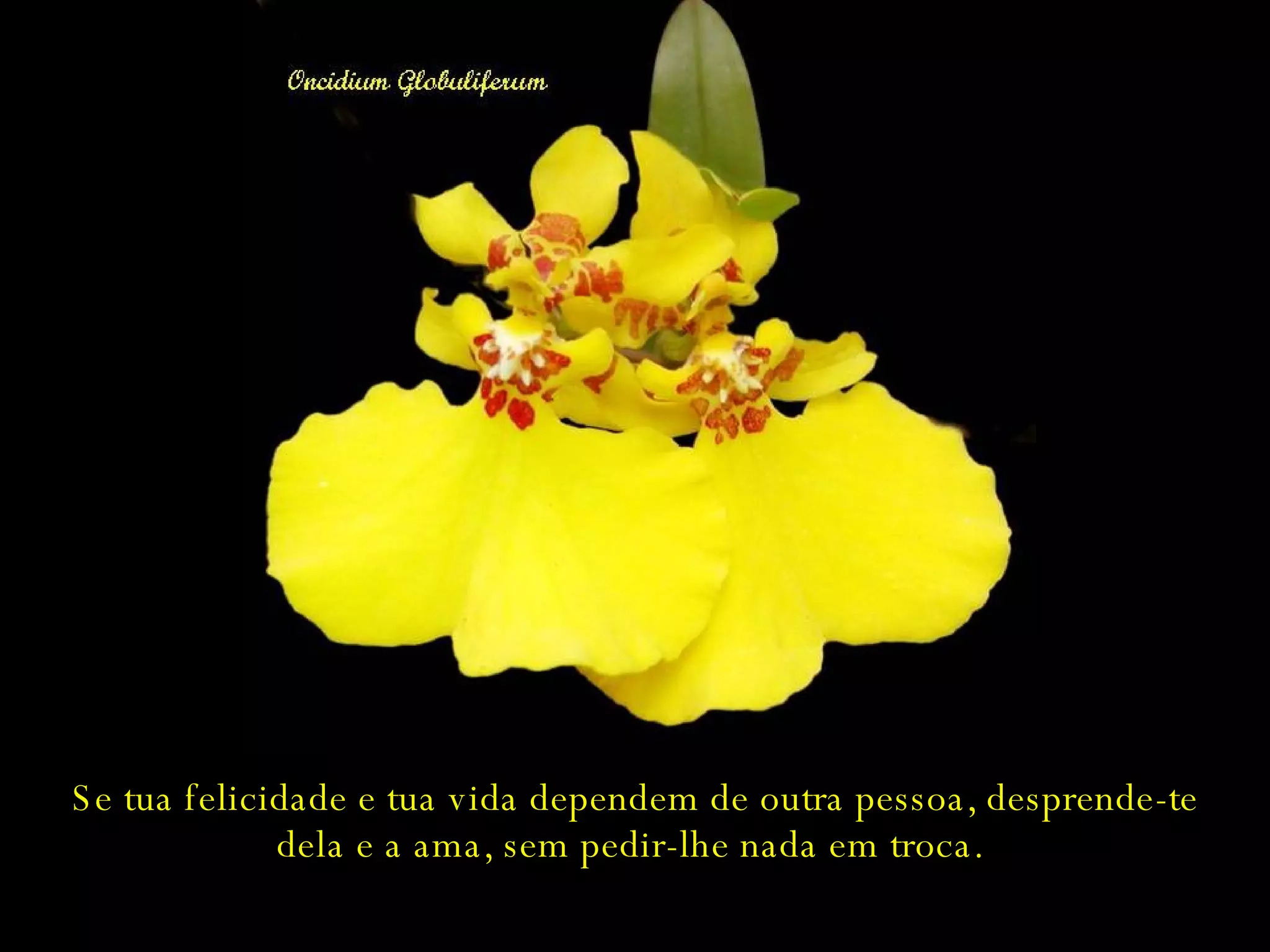 Se tua felicidade e tua vida dependem de outra pessoa, desprende-te dela e a ama, sem pedir-lhe nada em troca.  