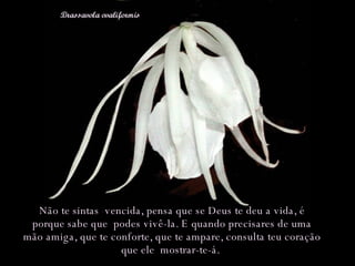 Não te sintas  vencida, pensa que se Deus te deu a vida, é porque sabe que  podes vivê-la. E quando precisares de uma mão amiga, que te conforte, que te ampare, consulta teu coração que ele  mostrar-te-á.  