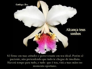 Sê firme em tuas atitudes e perseverante em teu ideal. Porém sê paciente, não pretendendo que tudo te chegue de imediato. Haverá tempo para tudo, e tudo  que é teu, virá a tuas mãos no  momento oportuno.  Alcança teus sonhos 
