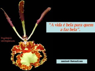 “ A vida é bela para quem a faz bela".  [email_address] 