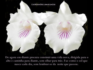 De agora em diante procura construir uma vida nova, dirigida para o alto e caminha para diante, sem olhar para trás. Faz como o sol que nasce cada dia, sem lembrar-se da  noite que passou.  