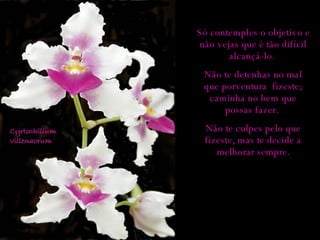 Só contemples o objetivo e não vejas que é tão difícil alcançá-lo.  Não te detenhas no mal que porventura  fizeste; caminha no bem que possas fazer.  Não te culpes pelo que fizeste, mas te decide a melhorar sempre. 