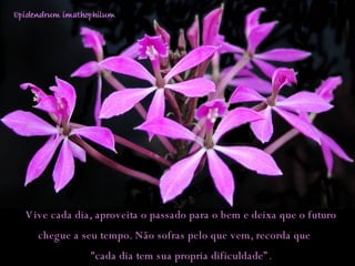 Vive cada dia, aproveita o passado para o bem e deixa que o futuro  chegue a seu tempo. Não sofras pelo que vem, recorda que  "cada dia tem sua propria dificuldade”.  