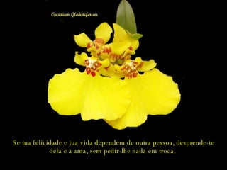 Se tua felicidade e tua vida dependem de outra pessoa, desprende-te dela e a ama, sem pedir-lhe nada em troca.  