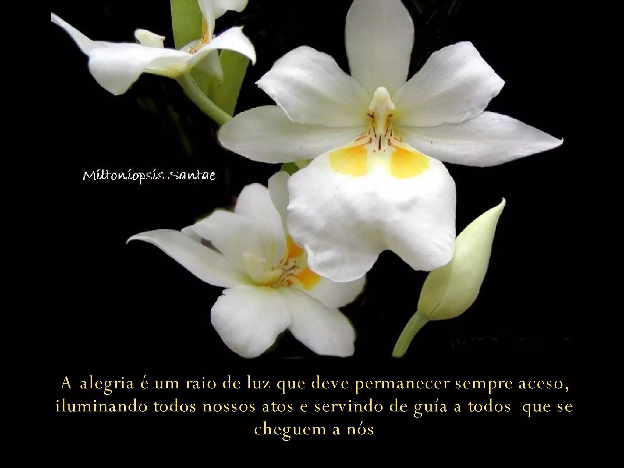 A alegria é um raio de luz que deve permanecer sempre aceso, iluminando todos nossos atos e servindo de guía a todos  que se cheguem a nós 