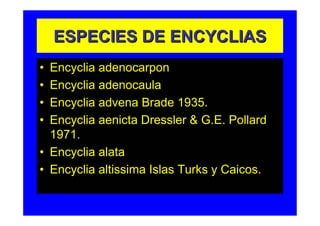 ESPECIES DE ENCYCLIAS
• Encyclia adenocarpon
• Encyclia adenocaula
• Encyclia advena Brade 1935.
• Encyclia aenicta Dressler & G.E. Pollard
  1971.
• Encyclia alata
• Encyclia altissima Islas Turks y Caicos.
 