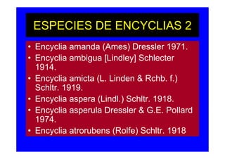 ESPECIES DE ENCYCLIAS 2
• Encyclia amanda (Ames) Dressler 1971.
• Encyclia ambigua [Lindley] Schlecter
  1914.
• Encyclia amicta (L. Linden & Rchb. f.)
  Schltr. 1919.
• Encyclia aspera (Lindl.) Schltr. 1918.
• Encyclia asperula Dressler & G.E. Pollard
  1974.
• Encyclia atrorubens (Rolfe) Schltr. 1918
 