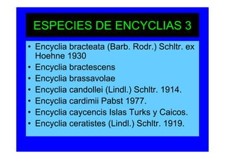 ESPECIES DE ENCYCLIAS 3
• Encyclia bracteata (Barb. Rodr.) Schltr. ex
  Hoehne 1930
• Encyclia bractescens
• Encyclia brassavolae
• Encyclia candollei (Lindl.) Schltr. 1914.
• Encyclia cardimii Pabst 1977.
• Encyclia caycencis Islas Turks y Caicos.
• Encyclia ceratistes (Lindl.) Schltr. 1919.
 