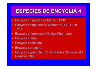 ESPECIES DE ENCYCLIA 4
• Encyclia chapadensis Menez. 1992.
• Encyclia chiapasensis Withner & D.G. Hunt
  1994.
• Encyclia chloroleuca [Hooker]Neumann.
• Encyclia citrina
• Encyclia cochleata
• Encyclia cordigera
• Encyclia cyperifolia (C. Schweinf.) Carnevali & I.
  Ramírez 1993.
 