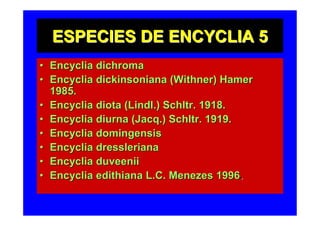 ESPECIES DE ENCYCLIA 5
• Encyclia dichroma
• Encyclia dickinsoniana (Withner) Hamer
  1985.
• Encyclia diota (Lindl.) Schltr. 1918.
• Encyclia diurna (Jacq.) Schltr. 1919.
• Encyclia domingensis
• Encyclia dressleriana
• Encyclia duveenii
• Encyclia edithiana L.C. Menezes 1996.
 