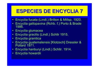 ESPECIES DE ENCYCLIA 7
• Encyclia fucata (Lindl.) Britton & Millsp. 1920.
• Encyclia gallopavina (Rchb. f.) Porto & Brade
  1986.
• Encyclia glumacea
• Encyclia gracilis (Lindl.) Schltr 1915.
• Encyclia granitica
• Encyclia guatemalensis [Klotzsch] Dressler &
  Pollard 1971.
• Encyclia hanburyi (Lindl.) Schltr. 1914.
• Encyclia howardii
 