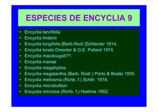 ESPECIES DE ENCYCLIA 9
•   Encyclia lancifolia
•   Encyclia lindenii
•   Encyclia longifolia [Barb.Rodr.]Schlecter 1914.
•   Encyclia lorata Dressler & G.E. Pollard 1974.
•   Encyclia macdougali??.
•   Encyclia mariae
•   Encyclia megahybos
•   Encyclia megalantha (Barb. Rodr.) Porto & Brade 1935.
•   Encyclia meliosma (Rchb. f.) Schltr. 1918.
•   Encyclia microbulbon
•   Encyclia microtos (Rchb. f.) Hoehne 1952.
 