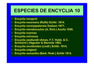ESPECIES DE ENCYCLIA 10
• Encyclia moojenii
• Encyclia mooreana (Rolfe) Schltr. 1914.
• Encyclia naranjapatensis Dodson 1977.
• Encyclia nematocaulon (A. Rich.) Acuña 1939.
• Encyclia nuerosa
• Encyclia ochracea
• Encyclia oestlundii (Ames, F.T. Hubb. & C.
  Schweinf.) Hágsater & Stermitz 1983.
• Encyclia oncidioides (Lindl.) Schltr. 1914.
• Encyclia ortgiesii
• Encyclia osmantha (Barb. Rodr.) Schltr 1914.
 