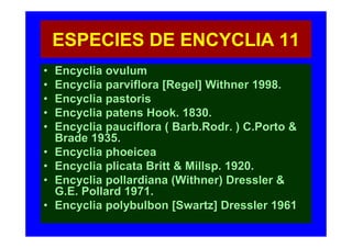 ESPECIES DE ENCYCLIA 11
•   Encyclia ovulum
•   Encyclia parviflora [Regel] Withner 1998.
•   Encyclia pastoris
•   Encyclia patens Hook. 1830.
•   Encyclia pauciflora ( Barb.Rodr. ) C.Porto &
    Brade 1935.
•   Encyclia phoeicea
•   Encyclia plicata Britt & Millsp. 1920.
•   Encyclia pollardiana (Withner) Dressler &
    G.E. Pollard 1971.
•   Encyclia polybulbon [Swartz] Dressler 1961.
                                           1961
 