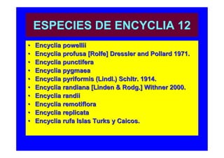 ESPECIES DE ENCYCLIA 12
•   Encyclia powellii
•   Encyclia profusa [Rolfe] Dressler and Pollard 1971.
•   Encyclia punctifera
•   Encyclia pygmaea
•   Encyclia pyriformis (Lindl.) Schltr. 1914.
•   Encyclia randiana [Linden & Rodg.] Withner 2000.
•   Encyclia randii
•   Encyclia remotiflora
•   Encyclia replicata
•   Encyclia rufa Islas Turks y Caicos.
 
