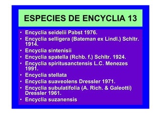 ESPECIES DE ENCYCLIA 13
• Encyclia seidelii Pabst 1976.
• Encyclia selligera (Bateman ex Lindl.) Schltr.
  1914.
• Encyclia sintenisii
• Encyclia spatella (Rchb. f.) Schltr. 1924.
• Encyclia spiritusanctensis L.C. Menezes
  1991.
• Encyclia stellata
• Encyclia suaveolens Dressler 1971.
• Encyclia subulatifolia (A. Rich. & Galeotti)
  Dressler 1961.
• Encyclia suzanensis
 