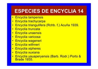 ESPECIES DE ENCYCLIA 14
•   Encyclia tampensis
•   Encyclia trachycarpa
•   Encyclia triangulifera (Rchb. f.) Acuña 1939.
•   Encyclia truncata
•   Encyclia unaensis
•   Encyclia varicosa
•   Encyclia wageneri
•   Encyclia withneri
•   Encyclia xipheres
•   Encyclia xuxiana
•   Encyclia yauaperyensis (Barb. Rodr.) Porto &
    Brade 1935.
 