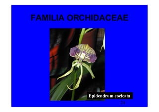 FAMILIA ORCHIDACEAE




           Epidendrum cocleata
                         24
 