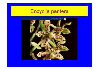 Encyclia pantera
 