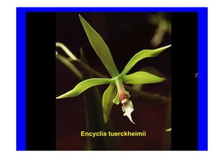 Encyclia tuerckheimii
 