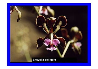 Encyclia sellígera
 