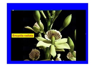 Encyclia radiata
 