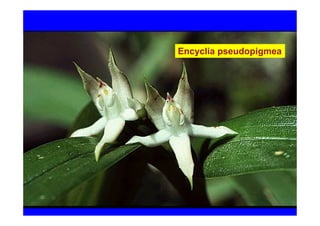 Encyclia pseudopigmea
 